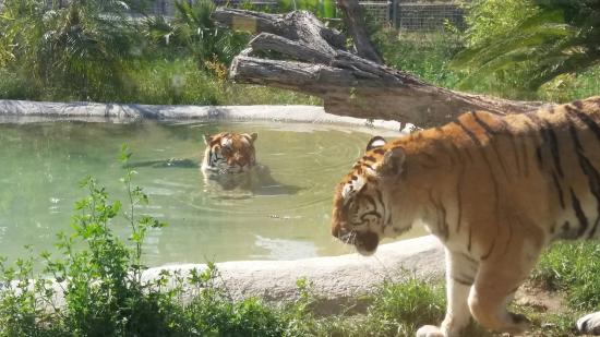 Zoo di Napoli